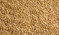 grano cereal biomasa